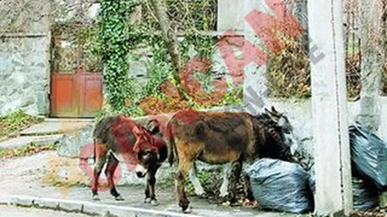 Magari la promenada pe strada avocatilor