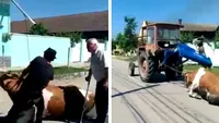 SOCANT! Au tras o vaca pe sosea, cu tractorul! Saraca bovina a fost chinuita cativa metri buni. Ce aberatie a scos pe gura stapanul ei VIDEO