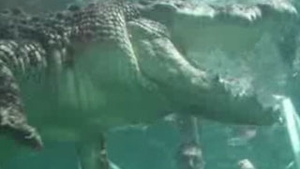 VIDEO Cea mai noua metoda de agrement! Stai intr-o cusca de plexiglas cu un crocodil nervos langa tine