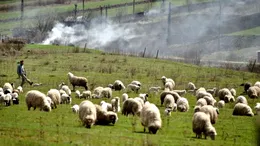 Ce salariu primește un îngrijitor de animale care lucrează la stat. Sunt incluse cazarea și sporul de toxicitate