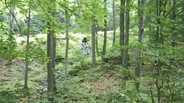 Un baiat de 14 ani din Bistrita Nasaud a murit in timp ce taia lemne!