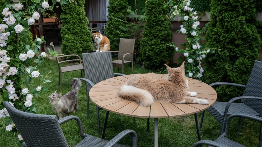O cafenea cu 15 pisici Maine Coon se deschide în București: cafea de specialitate, relaxare și „giganți blânzi” cu personalitate