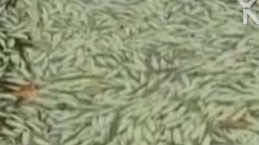 VIDEO Mii de pesti morti pe coasta Braziliei! Nimeni nu stie ce i-a ucis