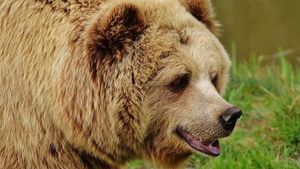 Fugărit de urs, un bărbat din Jibou a găsit scăparea urcându-se în copac! A stat acolo 7 ore