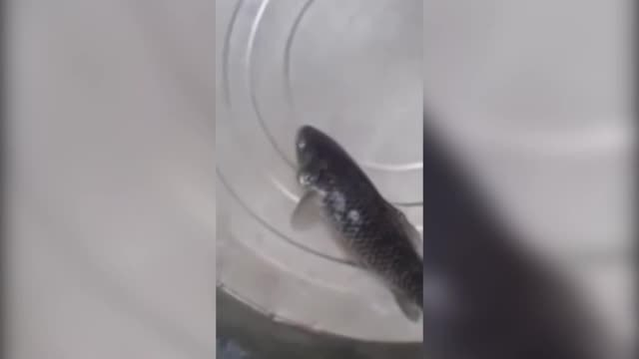 A luat câţiva peşti îngheţaţi pe care i-a pus în apă. Ce se întâmplă în doar câteva secunde a şocat pe toată lumea, iar imagini au devenit virale
