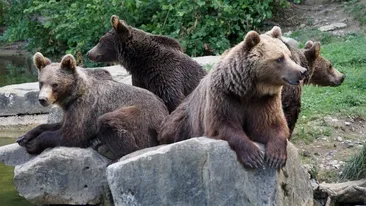 Un bărbat din Harghita a fost atacat de urs! Victima mergea acasă când din lanul de porumb i-au ieșit în față patru urși