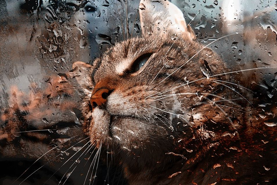 Ce vârstă are pisica ta în ani omenești. Calculul e foarte simplu! Vezi ce vedete preferă micuțele feline și cine a ales să își ia câine