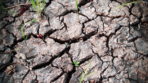 Secetă extremă în Dobrogea. Ce spun fermierii