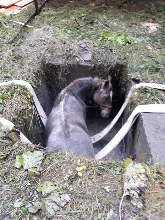 Pompierii maramureșeni au scos calul din bazin cu ajutorul unui utilaj greu