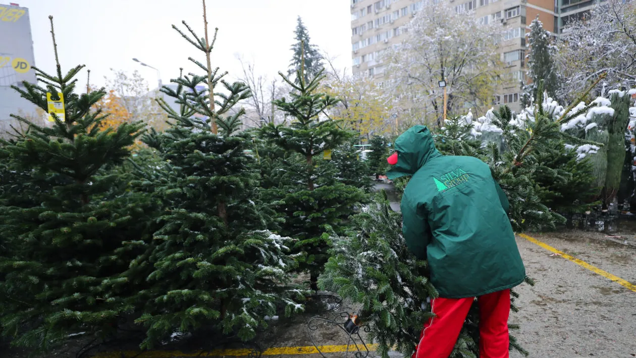 Unde găsești cel mai ieftin brad de Crăciun? Leroy Merlin, Dedeman sau Hornbach se bat în oferte