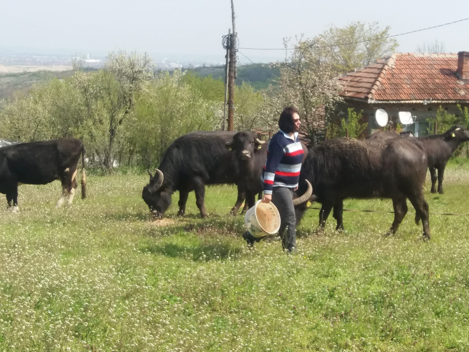 Alina, una dintre puținii crescători de bivolițe