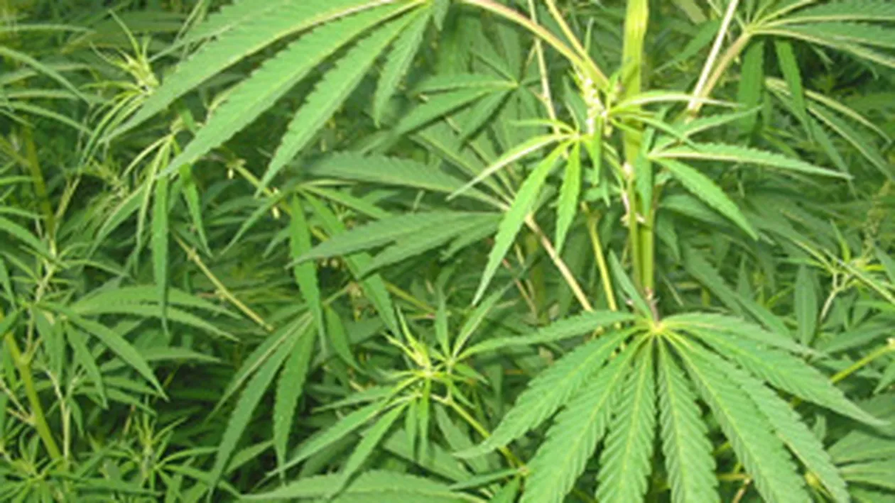 Vindeau 220 grame de cannabis pentru 1.000 de euro!