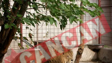 Comerciantul de tigri si lei