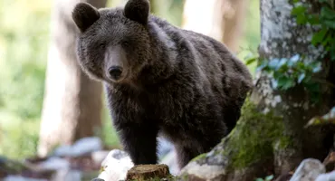 Ursoaica din Predeal care l-a rănit pe șeful Salvamont a fost împușcată. Ce s-a întâmplat apoi cu puii ei