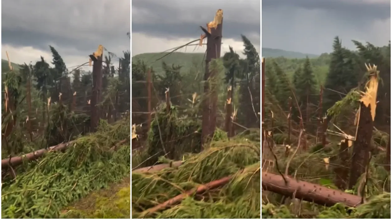 Urgia a lovit nordul țării! Furtuna s-a dezlănțuit în Maramureș, unde a pus la pământ o pădure de brazi