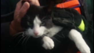 Motan salvat de la 20 de metri sub pământ! VIDEO + FOTO