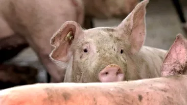 E jale! Bilanțul pestei porcine în România. Anunțul făcut de ANSVSA