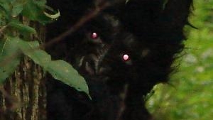Ce au văzut în pădure i-a şocat! CREATURA care i-a făcut pe britanici să le îngheţe sângele în vene! "Avea ochii roşii, DEMONICI!