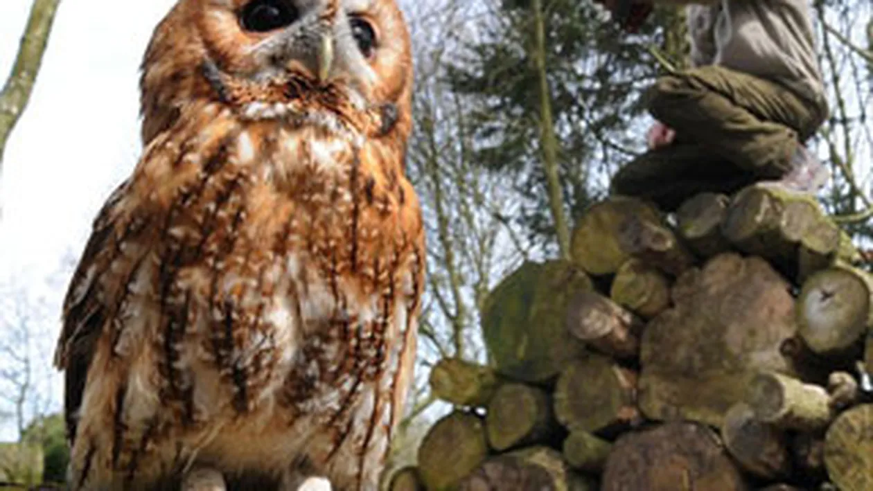 Un oras din Ungaria a fost invadat de bufnite