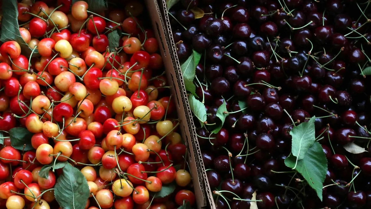 Scandalos! Cât au ajuns să coste cireșele de-abia apărute pe piață. Unii români nu-și permit să cumpere nici măcar jumătate de kilogram