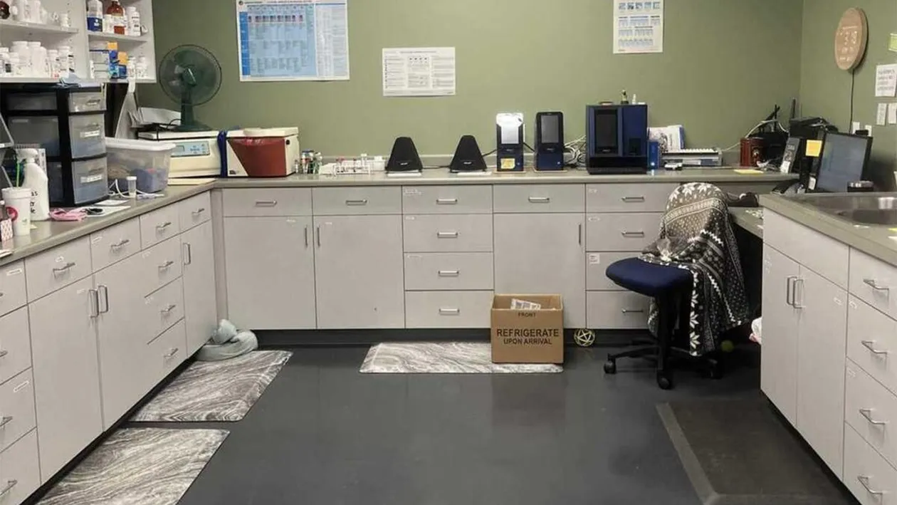 Iluzie optică virală | Ești un geniu dacă poți găsi pisica ascunsă în această fotografie, în maximum 7 secunde