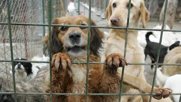 Cruzime fără margini! Câini comunitari asfixiaţi într-o dubiţă care-i transporta de la Botoşani la Constanţa