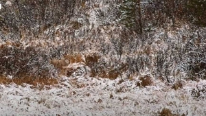Iluzie optică pentru IQ 140+ | Găsește lupul din această fotografie, în cel mult 18 secunde!