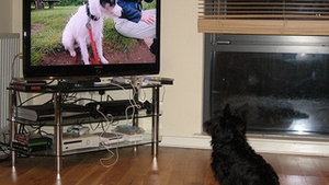 Ai cere operatorului tau de cablu un post TV la care sa se uite cainele tau cand nu esti acasa?