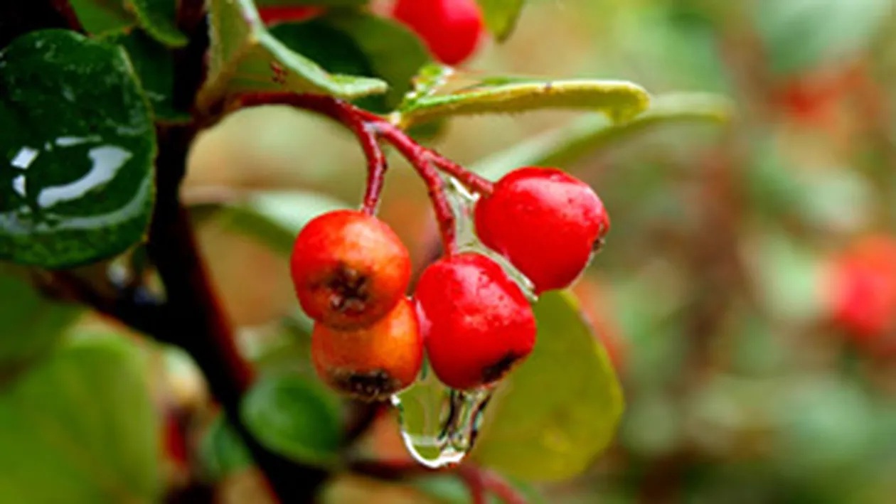 Macesul, o adevarata planta-minune! Fructele au un continut ridicat de vitamina C si de antioxidanti