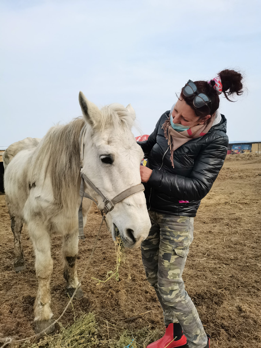 Unul dintre caii salvați de Daniela Popovici