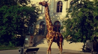 Girafa vandalizata va fi reinstalata joi in fata Muzeului Antipa