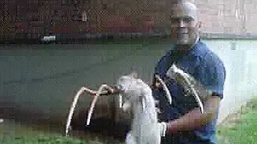 Un american s-a luptat cu un sobolan de un metru