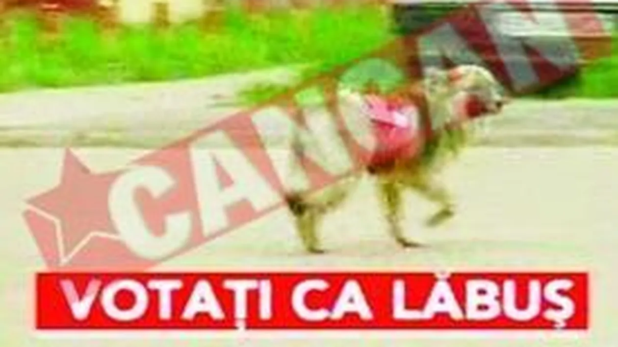 Maidanezii din Bacau, agenti electorali