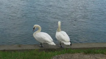 Alo, 112? Am vazut un cal cazut intr-un canal! Nu toate apelurile primite de ISU Bucuresti au legatura cu oamenii!