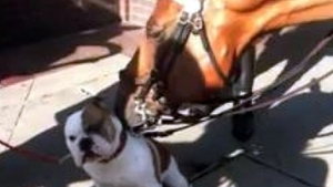 VIDEO Un cal a "spalat" un bulldog in mijlocul New York-ului