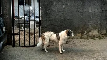 Amendă de 5.000 de lei pentru stăpânii de câini. Ce oraș din România a făcut anunțul: „Un real pericol pentru cetățeni”