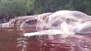 VIDEO IREAL O creatură marină nemaiîntâlnită a speriat o ţară întreagă! Cum a fost descoperită şi unde se afla