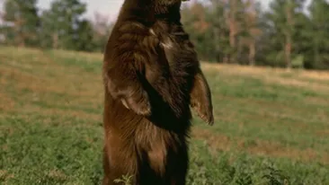 Asta da box la categoria grea! Uite aici cum se lupta doi ursi de la Zoo Brasov!