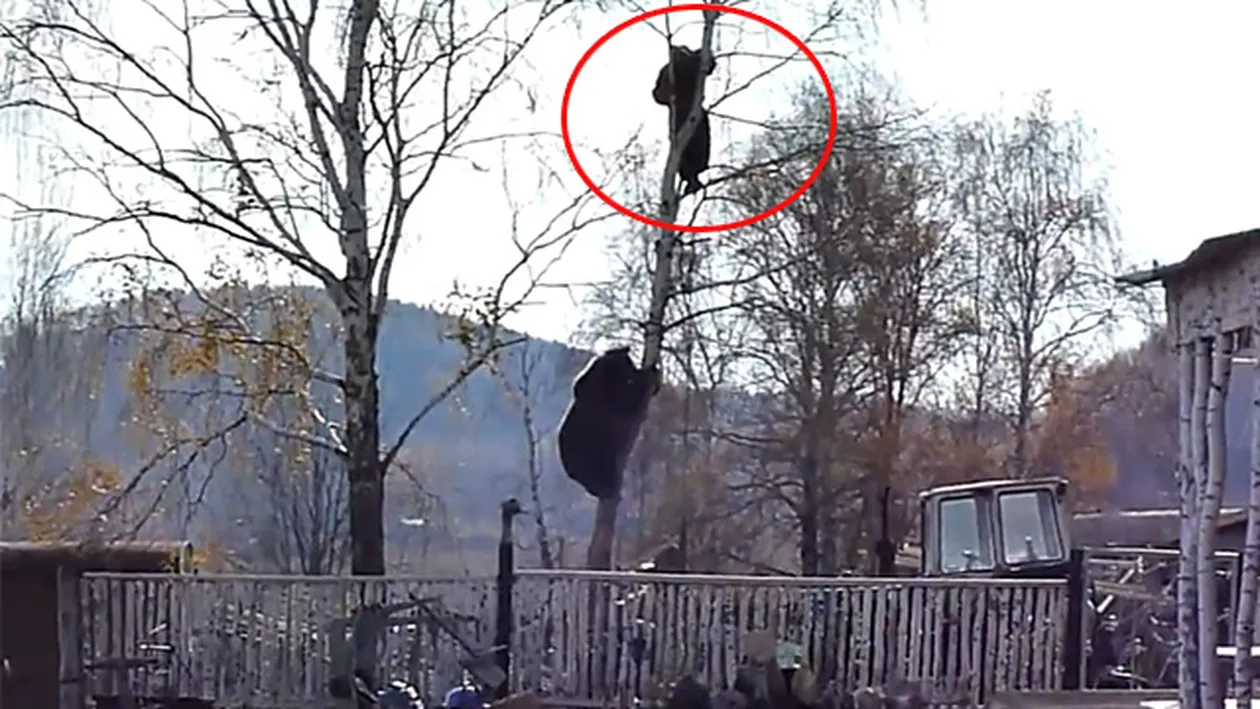 VIDEO Acest barbat a trait spaima vietii lui! S-a intalnit cu un urs, s-a baricadat in copac, dar animalul a urcat dupa el!