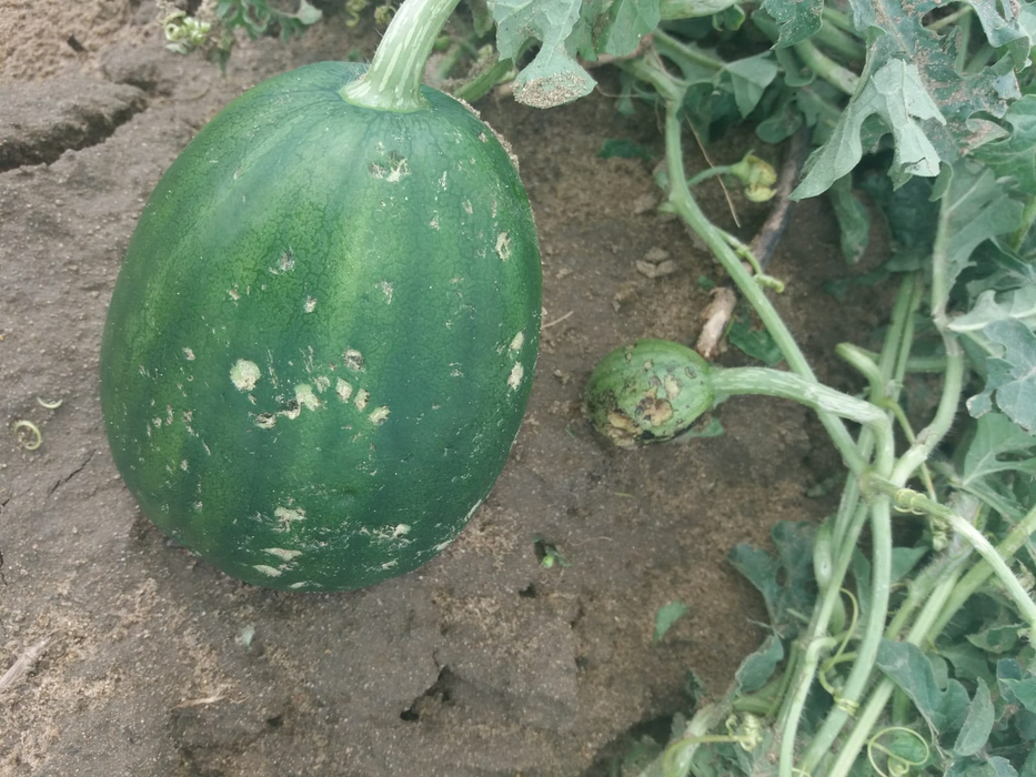 Cultura de pepeni de la Dăbuleni, distrusă de grindină. Fermierii cer ajutorul Guvernului