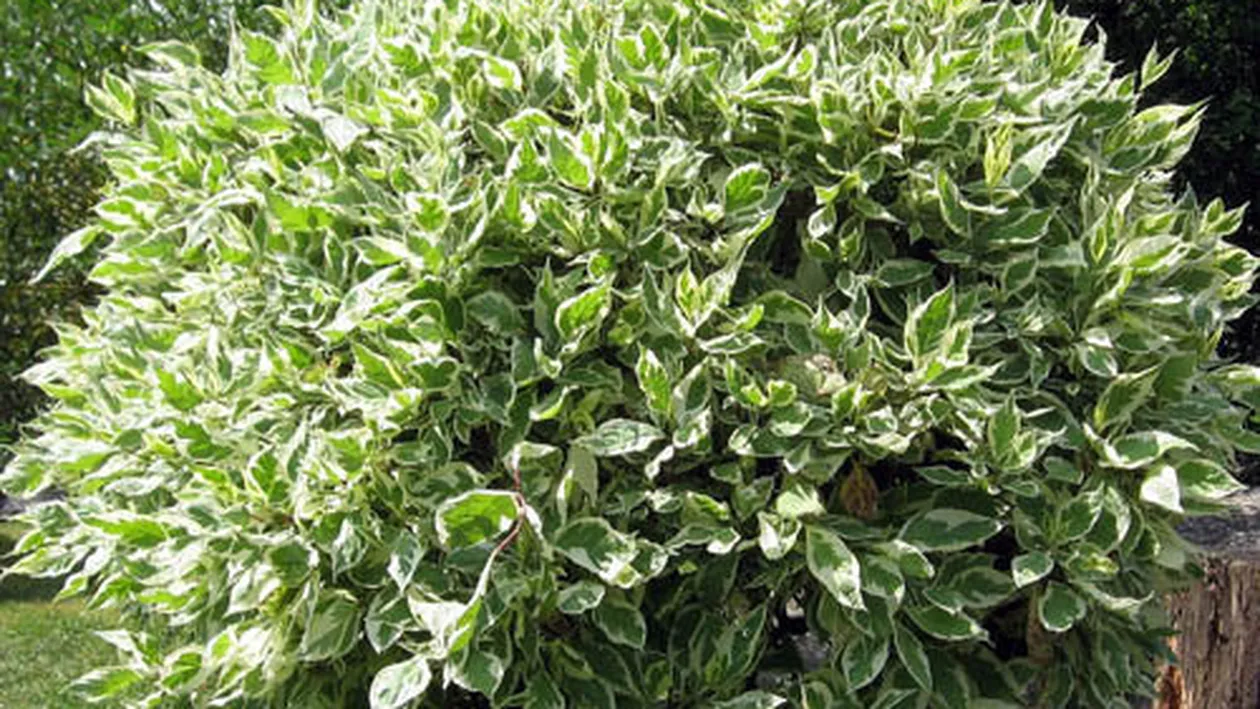 Care sunt cele mai sănătoare plante de apartament