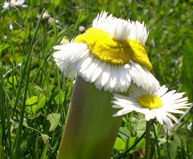 Cele mai CIUDATE flori şi fruncte cresc în Japonia. Ce s-a întâmplat cu natura după explozia de la Fukushima