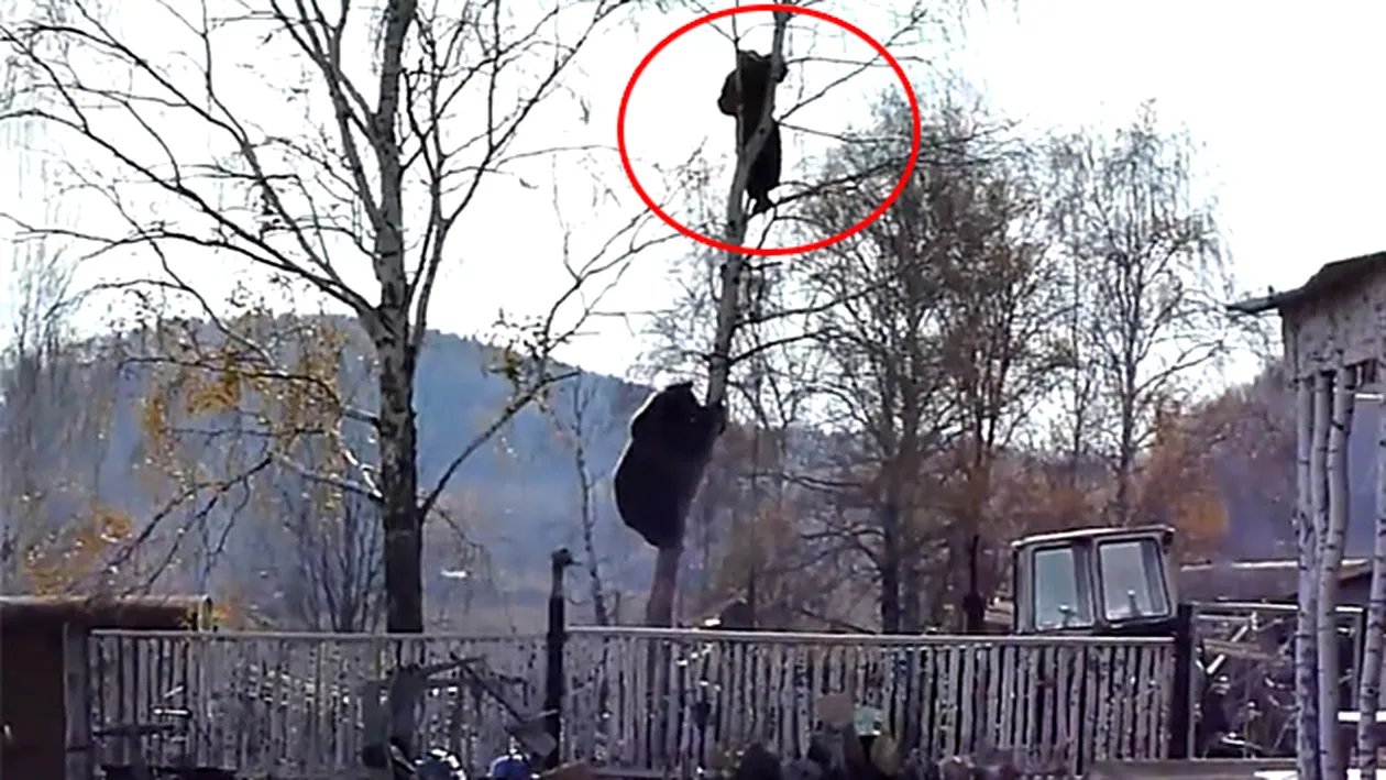 VIDEO Acest barbat a trait spaima vietii lui! S-a intalnit cu un urs, s-a baricadat in copac, dar animalul a urcat dupa el!