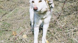 Ursu isi asteapta stapanul de doua luni