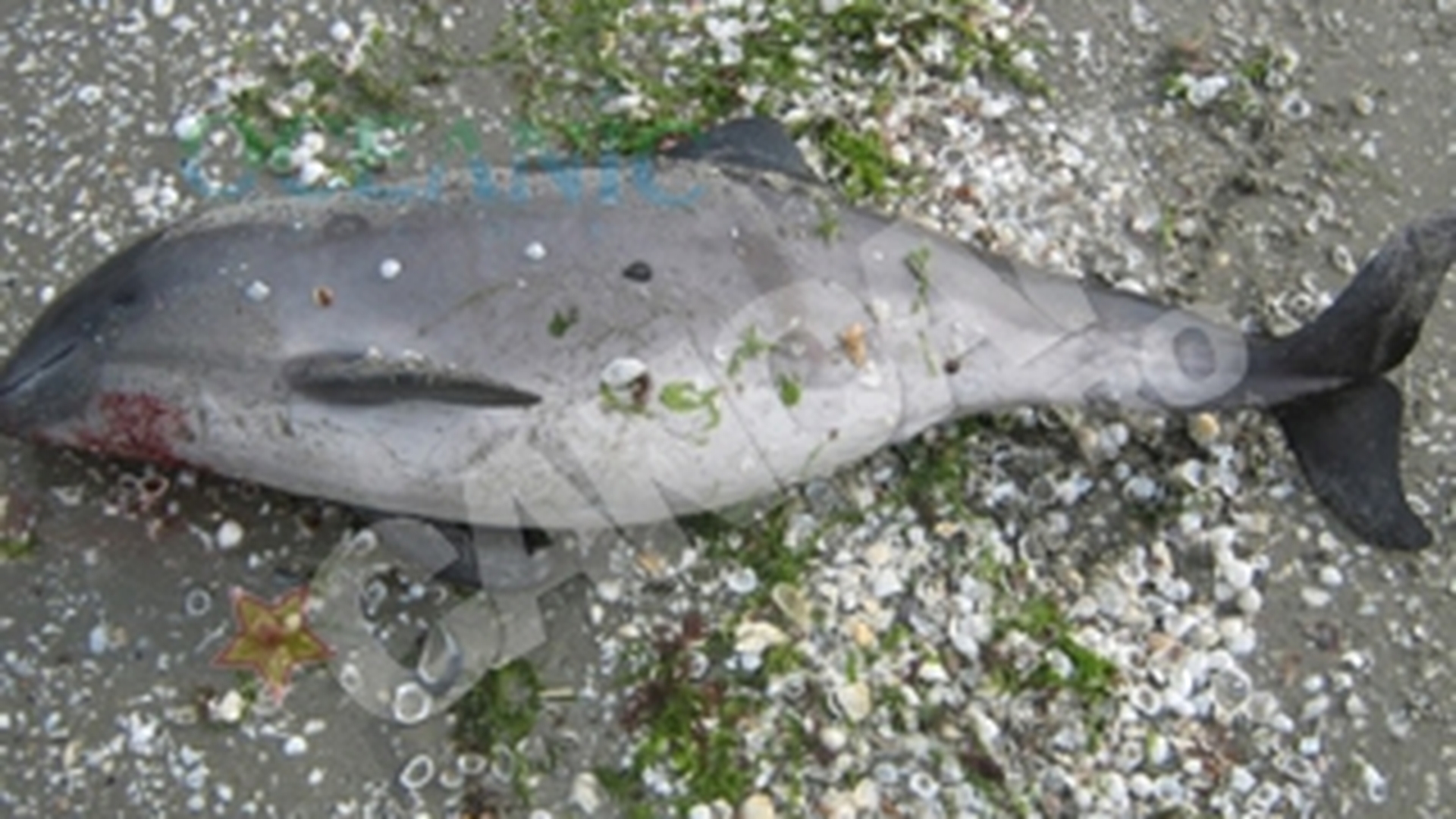 Masacru printre delfini