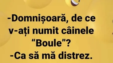 BANC | ”Domnișoară, de ce v-ați numit câinele ”boule”?”