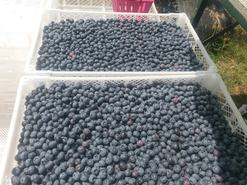 Afinele cultivate în Dolj și Olt ajung toate în Germania