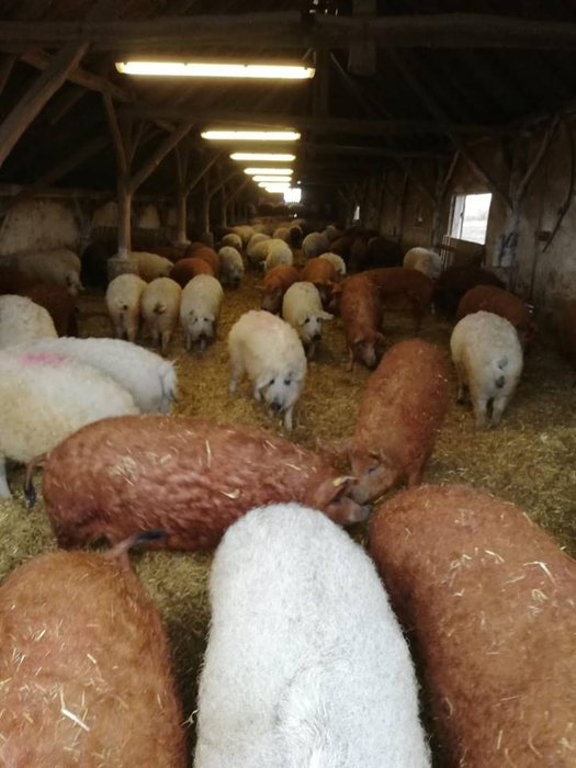 Porcii de Mangalița sunt renumiți pentru carnea lor
