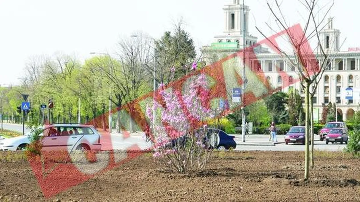 Romanii au furat magnoliile plantate pentru Bush si Putin