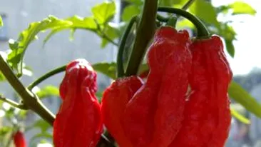 Armata indiana va folosi ardei iuti pentru combaterea terorismului!